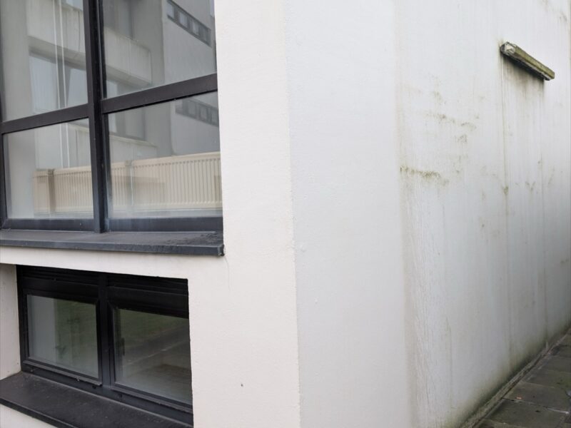 Putzfassade: links gereinigt, rechts mit Algenbelag